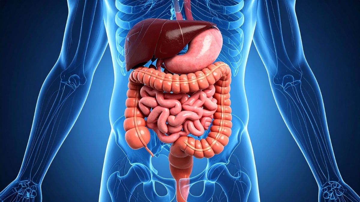 A saúde intestinal depende da ingestão de nutrientes?