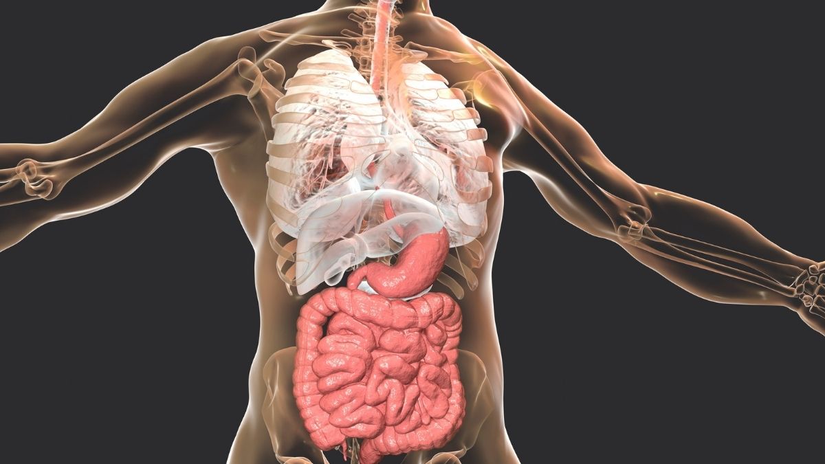 A saúde intestinal influencia a qualidade de vida?