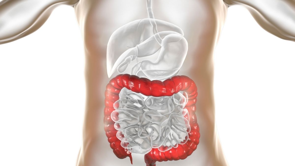 A saúde intestinal melhora com consumo de probióticos?