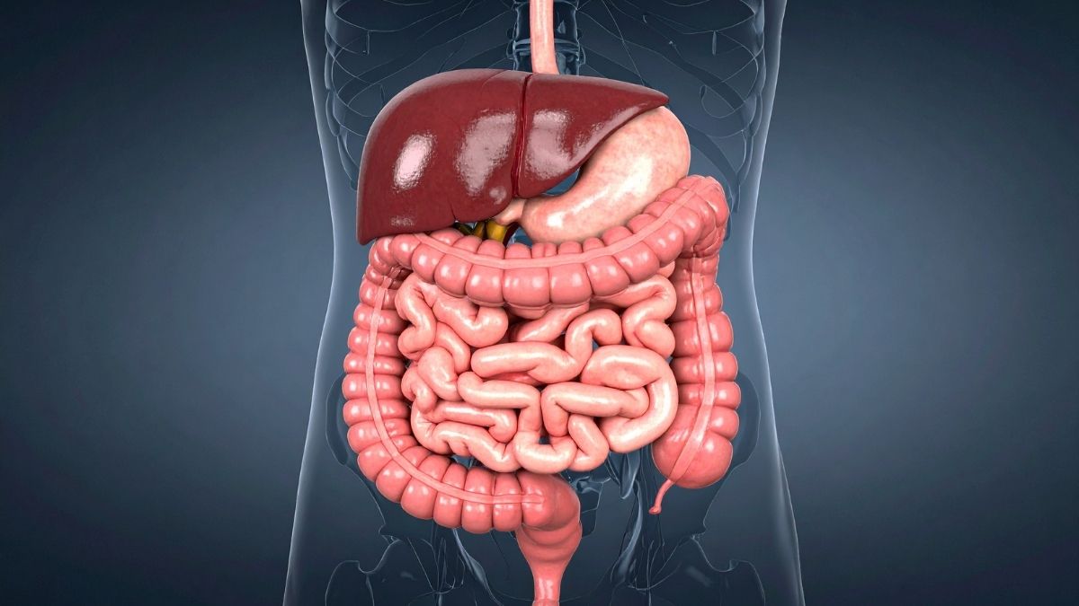 A saúde intestinal melhora com dieta rica em nutrientes?